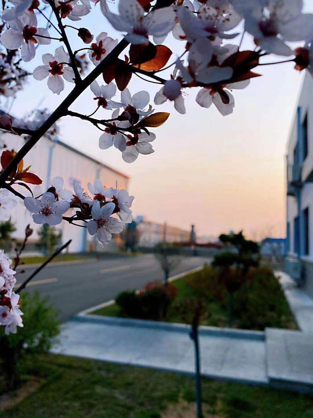 �������� �������ʹ����������������H677 �ױ� �ƻ�̫������ҫ�۵Ĺ���������������Ϊ���������Ƶ����Ͷ��һĨ���ɫ�������������봺��֦ͷ�µĻ��佻���Ӧ�������������γ�����Ȼ�����������������������������������һ�̡�����������������ν��������������������������ڻƻ衣������������.jpg