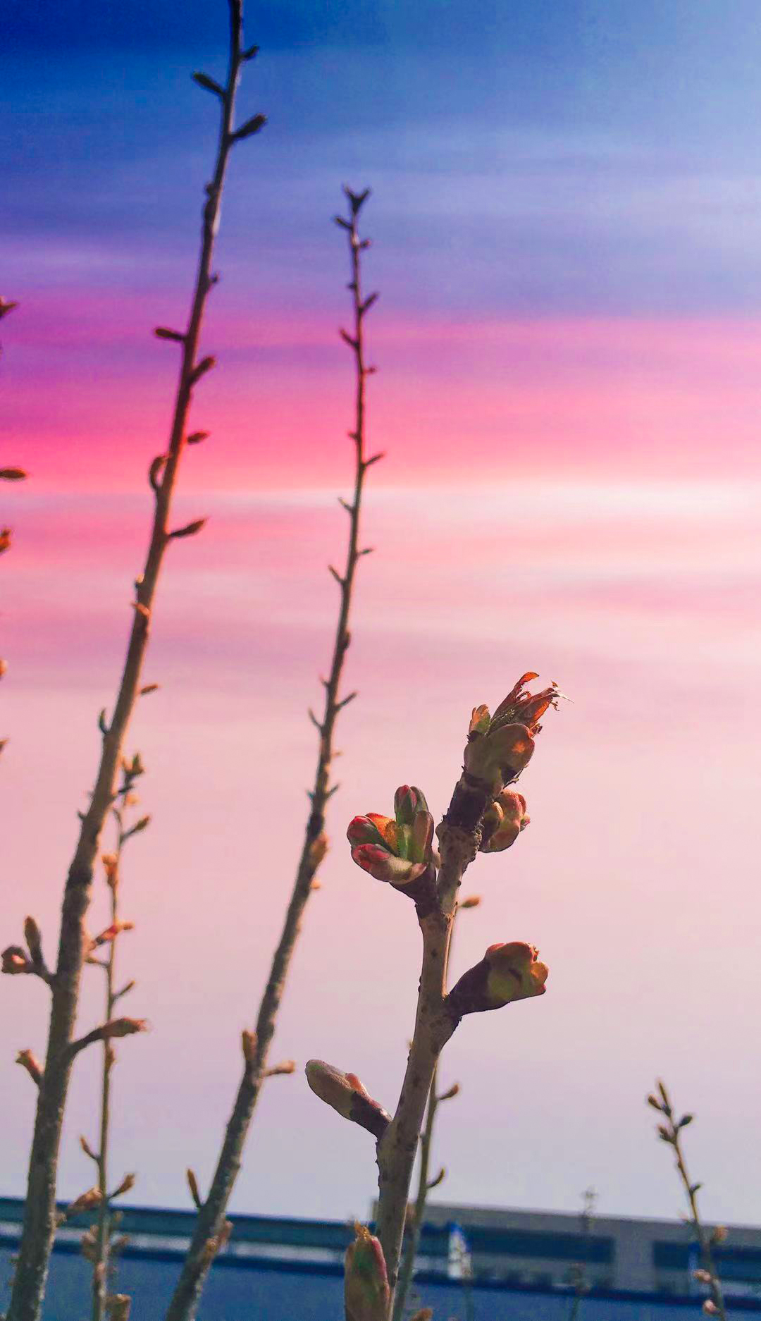 ����������+������ ߢȡһ֦��.jpg